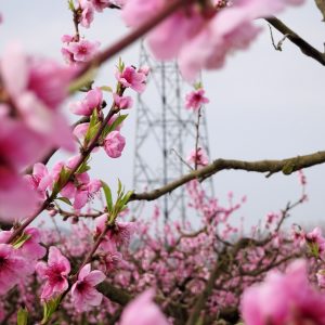 Fleurs de pommier