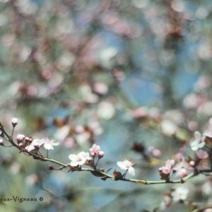 Douceur fleur N°48