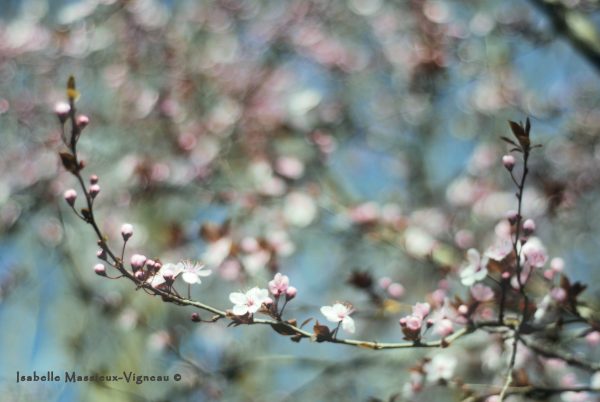 Douceur fleur N°48