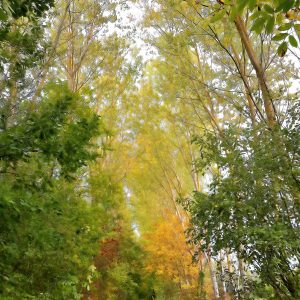 Nature Vibration N°45