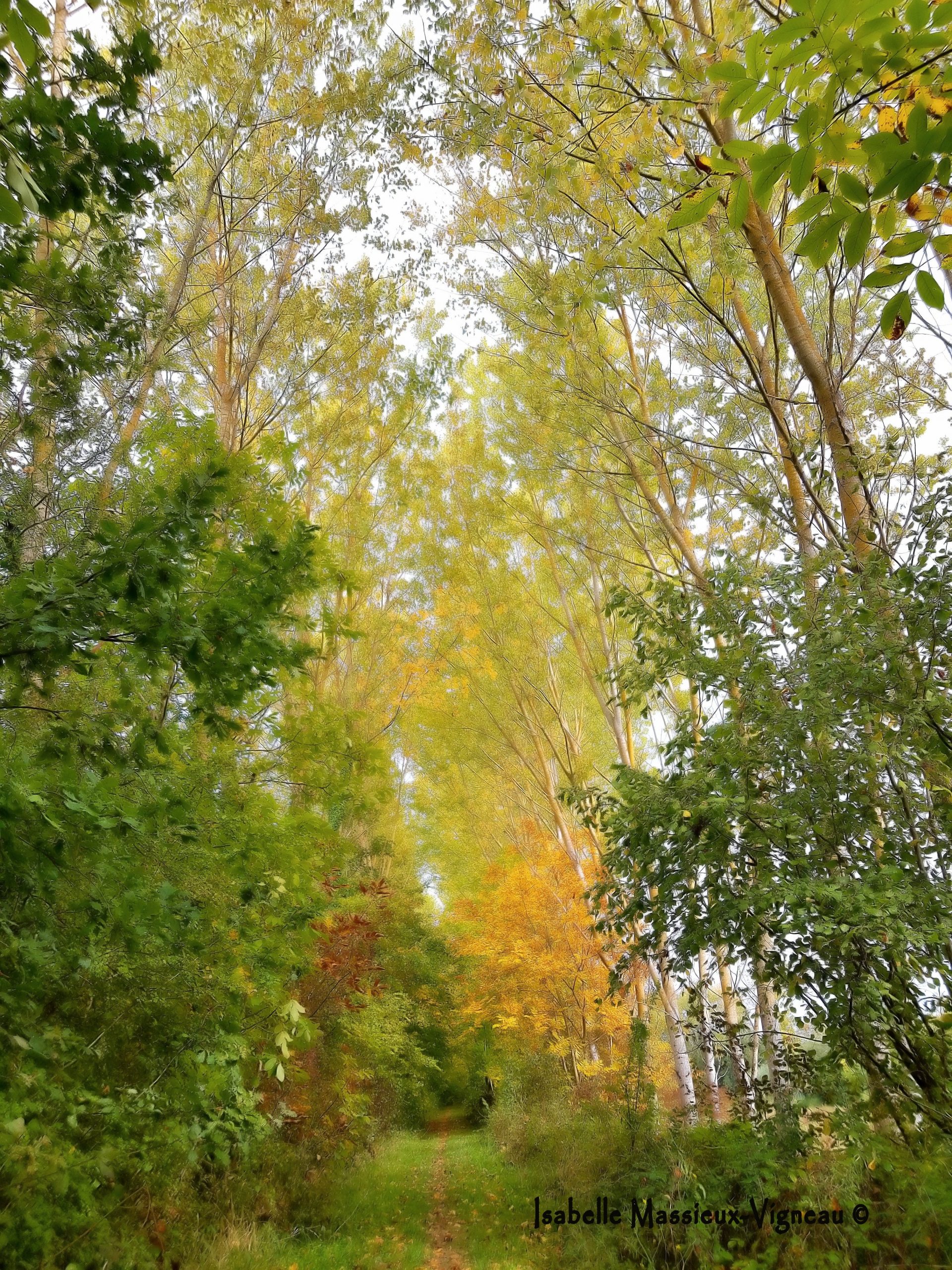 Nature Vibration N°45