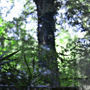 Paysage Reflet 2020