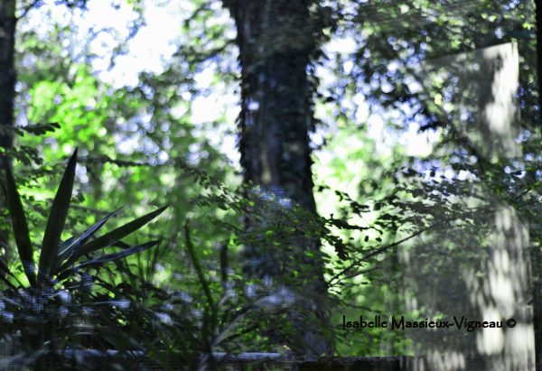 Paysage Reflet 2020
