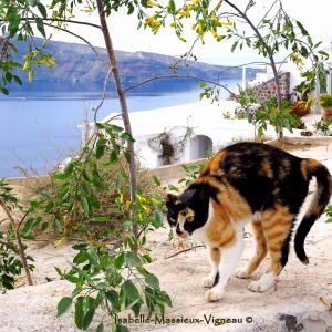 Chat Gardien Oia N°13