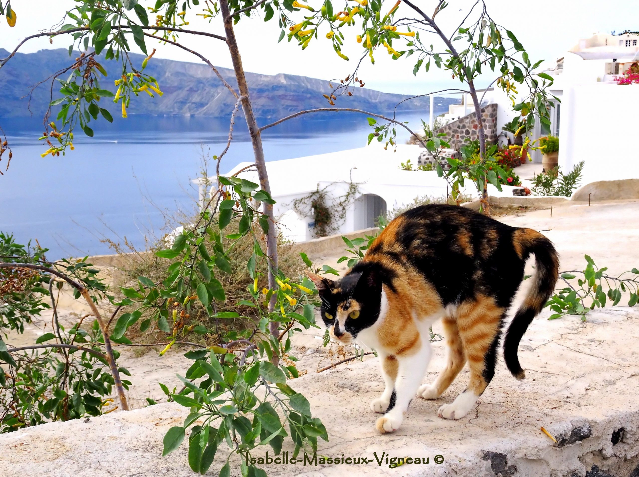 Chat Gardien Oia N°13