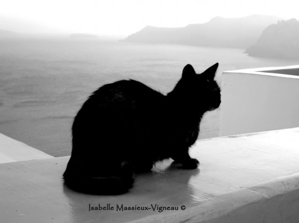 Chat Gardien Oia N°10