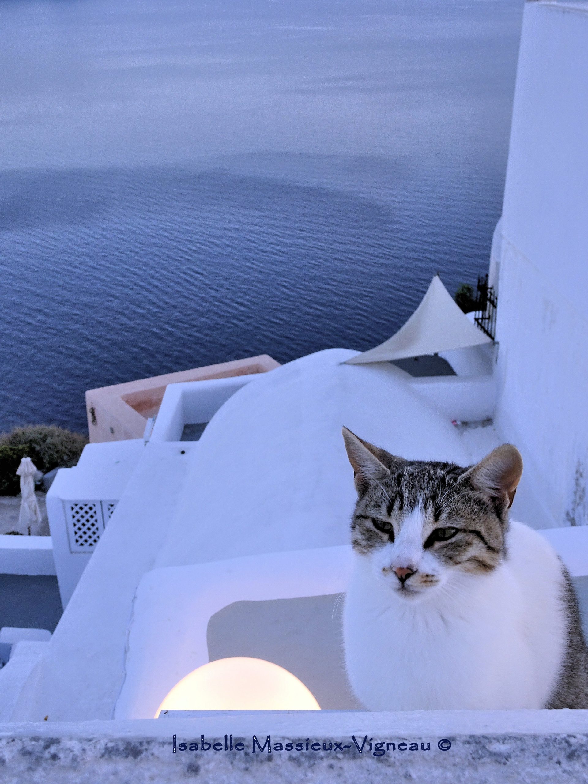 Chat Gardien Oia N°11