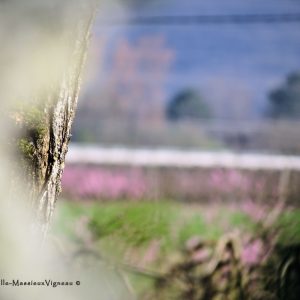 Paysage printemps
