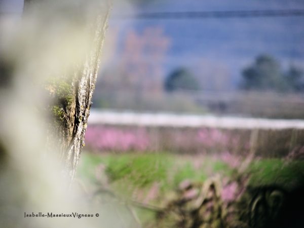 Paysage printemps