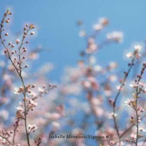 Rêverie Fleur de prunier N°49