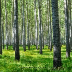 Forêt peupliers